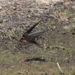 Hirundo neoxena at Holt, ACT - 29 Sep 2020 12:50 PM