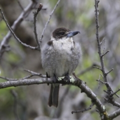 Cracticus torquatus (Grey Butcherbird) at Higgins, ACT - 25 Sep 2020 by AlisonMilton