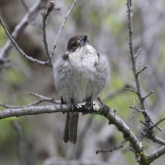 Cracticus torquatus at Higgins, ACT - 25 Sep 2020