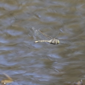 Anax papuensis at Holt, ACT - 29 Sep 2020 12:51 PM