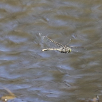 Anax papuensis (Australian Emperor) at Holt, ACT - 29 Sep 2020 by AlisonMilton