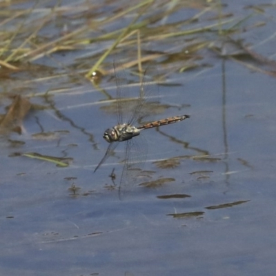 Hemicordulia tau (Tau Emerald) at Holt, ACT - 29 Sep 2020 by AlisonMilton