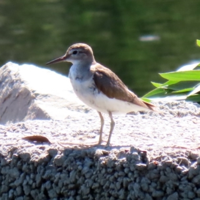 Actitis hypoleucos (Common Sandpiper) at Monash, ACT - 4 Oct 2020 by RodDeb