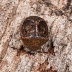 Aphylum sp. (genus) (Shield bug) at Melba, ACT - 3 Oct 2020 by kasiaaus