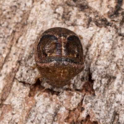 Aphylum sp. (genus) (Shield bug) at Melba, ACT - 3 Oct 2020 by kasiaaus