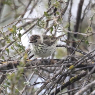 Pyrrholaemus sagittatus (Speckled Warbler) at Holt, ACT - 20 Sep 2020 by Alison Milton