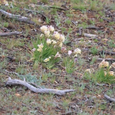 Freesia leichtlinii subsp. leichtlinii x Freesia leichtlinii subsp. alba (Freesia) at Red Hill, ACT - 20 Sep 2020 by AlisonMilton