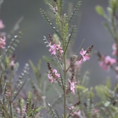 Indigofera adesmiifolia (Tick Indigo) at Red Hill, ACT - 21 Sep 2020 by AlisonMilton