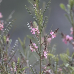 Indigofera adesmiifolia at Red Hill, ACT - 21 Sep 2020