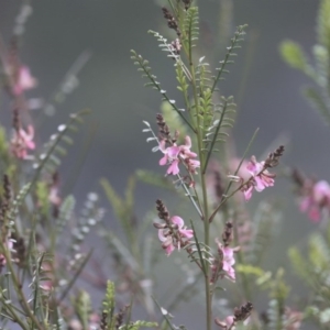 Indigofera adesmiifolia at Red Hill, ACT - 21 Sep 2020