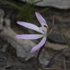 Caladenia fuscata (Dusky Fingers) at Bruce, ACT - 13 Sep 2020 by AlisonMilton