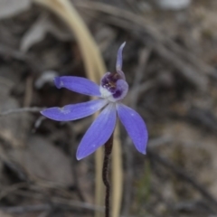 Cyanicula caerulea (Blue Fingers, Blue Fairies) at Bruce, ACT - 12 Sep 2020 by AlisonMilton