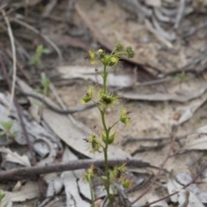 Drosera sp. at Bruce, ACT - 13 Sep 2020