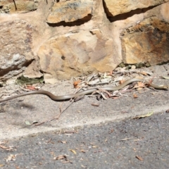 Pseudonaja textilis (Eastern Brown Snake) at Acton, ACT - 4 Oct 2020 by TimL