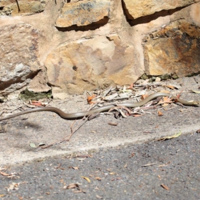 Pseudonaja textilis (Eastern Brown Snake) at ANBG - 4 Oct 2020 by TimL
