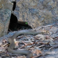 Pseudonaja textilis at Acton, ACT - 4 Oct 2020