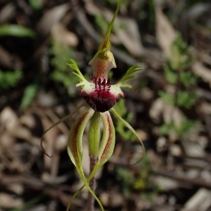 Caladenia atrovespa at Downer, ACT - 2 Oct 2020