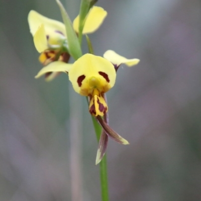 Diuris sulphurea (Tiger Orchid) at Moruya, NSW - 4 Oct 2020 by LisaH