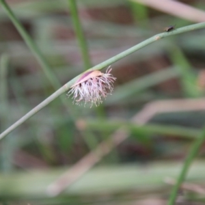 Chorizandra cymbaria at Moruya, NSW - suppressed