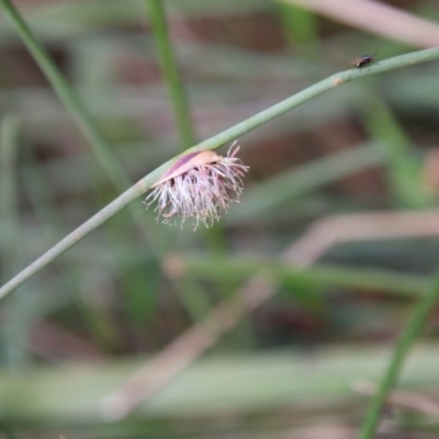 Chorizandra cymbaria (Heron-Bristle Rush) at Moruya, NSW - 5 Oct 2020 by LisaH