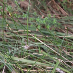 Chorizandra cymbaria at Moruya, NSW - suppressed
