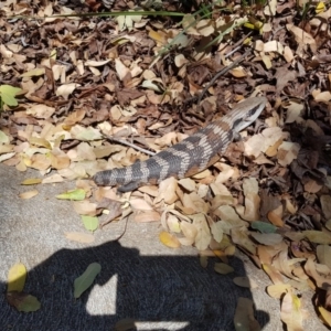 Tiliqua scincoides scincoides at O'Connor, ACT - 4 Oct 2020