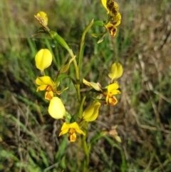 Diuris nigromontana (Black Mountain Leopard Orchid) at O'Connor, ACT - 2 Oct 2020 by jpittock