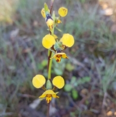 Diuris nigromontana (Black Mountain Leopard Orchid) at Point 114 - 2 Oct 2020 by jpittock