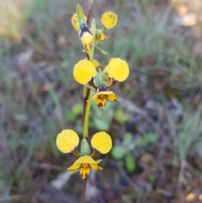 Diuris nigromontana (Black Mountain Leopard Orchid) at O'Connor, ACT - 2 Oct 2020 by jpittock