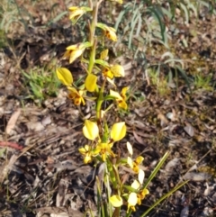 Diuris nigromontana (Black Mountain Leopard Orchid) - 1 Jan 1900 by jpittock