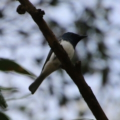 Myiagra rubecula (Leaden Flycatcher) at Moruya, NSW - 5 Oct 2020 by LisaH