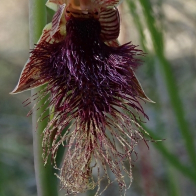 Calochilus platychilus (Purple Beard Orchid) at Molonglo Valley, ACT - 2 Oct 2020 by BronClarke