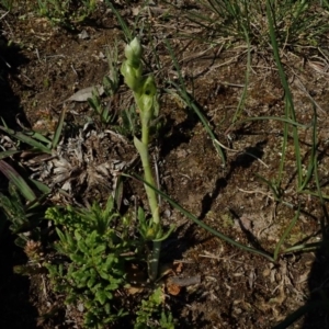 Hymenochilus bicolor at Downer, ACT - 2 Oct 2020