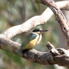 Todiramphus sanctus (Sacred Kingfisher) at Penrose State Forest - 4 Oct 2020 by Snowflake