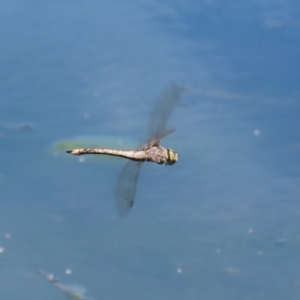 Anax papuensis at Monash, ACT - 4 Oct 2020 12:36 PM