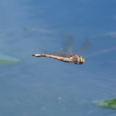 Anax papuensis at Monash, ACT - 4 Oct 2020 12:36 PM