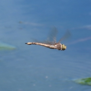 Anax papuensis at Monash, ACT - 4 Oct 2020 12:36 PM