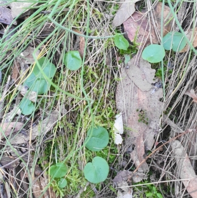 Corysanthes sp. (A Helmet Orchid) at Cotter River, ACT by shoko