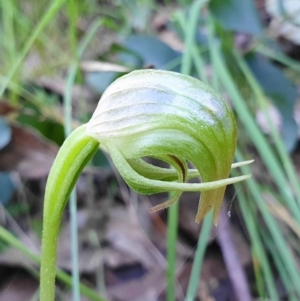 Pterostylis nutans at Cotter River, ACT - 4 Oct 2020