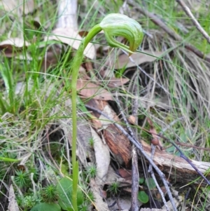 Pterostylis nutans at Cotter River, ACT - 4 Oct 2020