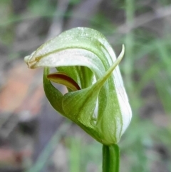 Pterostylis curta (Blunt Greenhood) at Cotter River, ACT - 4 Oct 2020 by shoko