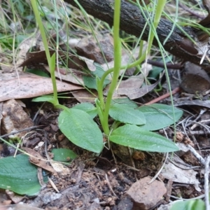 Pterostylis curta at Cotter River, ACT - suppressed