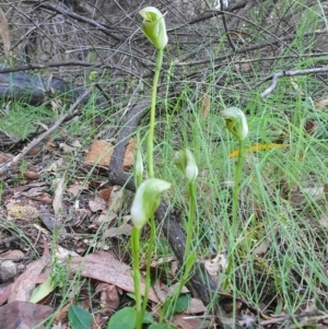 Pterostylis curta at Cotter River, ACT - suppressed