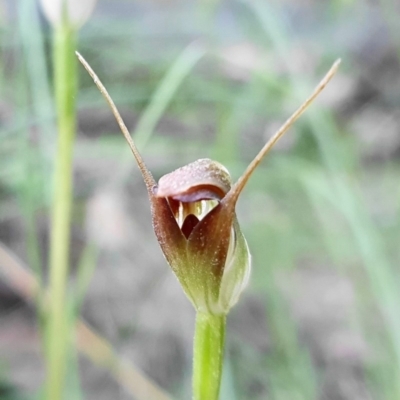 Pterostylis pedunculata (Maroonhood) at Cotter River, ACT - 4 Oct 2020 by shoko