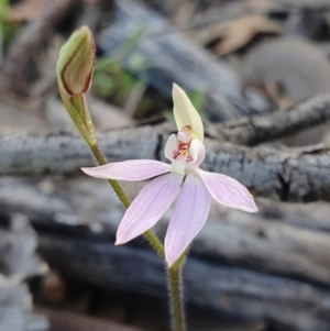 Caladenia carnea at Paddys River, ACT - suppressed