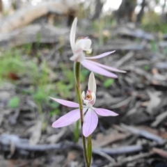 Caladenia carnea at Paddys River, ACT - suppressed