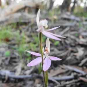 Caladenia carnea at Paddys River, ACT - 5 Oct 2020