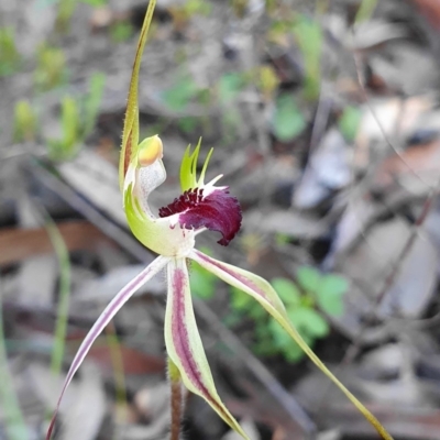 Caladenia parva (Brown-clubbed Spider Orchid) at Cotter River, ACT - 5 Oct 2020 by shoko