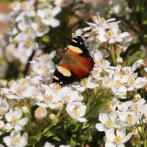 Vanessa itea at Calwell, ACT - 24 Sep 2020