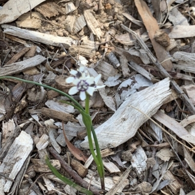 Wurmbea dioica subsp. dioica (Early Nancy) at Weston, ACT - 5 Oct 2020 by AliceH